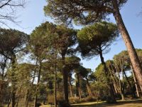 Partiranno il prossimo autunno le potature per la cura del verde della città