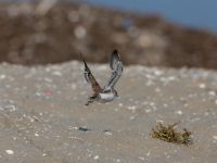 I giovani fratini di Pinarella di Cervia hanno iniziato a volare!