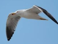 Il comuni di Cervia e Cesenatico scrivono alla Regione per il piano di contenimento del Gabbiano Reale.