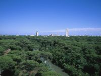 Il Bilancio arboreo della città di Cervia