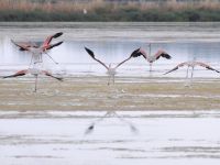 MUSA il museo del sale di Cervia  torna all’orario pomeridiano con apertura nei week end