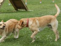 A Savio sorgerà una nuova area di sgambamento cani