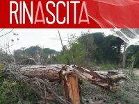 Parte la rinascita della Pineta