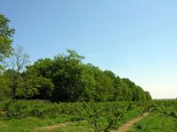 Bosco del Duca D’Altemps. Finanziato il progetto di valorizzazione con i fondi del PNRR.