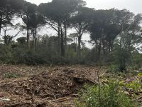 Rimboschimento della Pineta di Cervia Milano Marittima