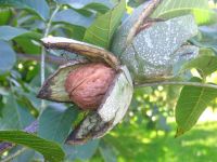 Al Macfrut un convegno sul noce da frutto promosso dalla Regione Emilia Romagna