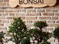 Primavera in Bonsai